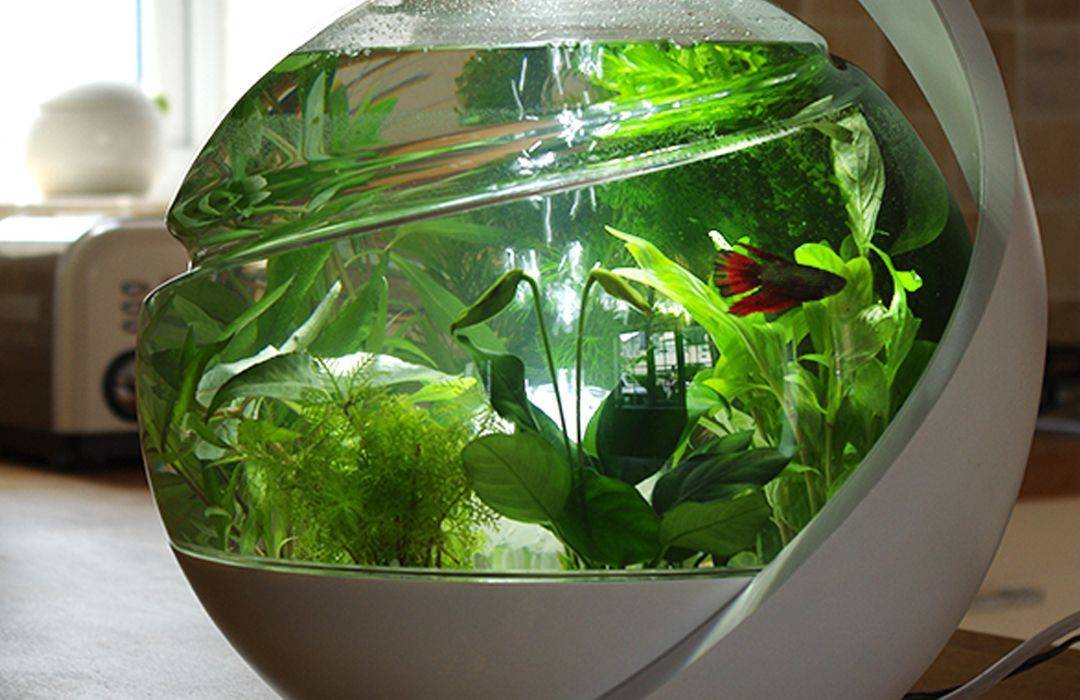 Все что нужно для домашнего аквариума: 11 самых необходимых предметов