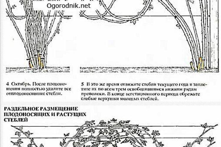 Ежевика: уход и выращивание, размножение и обрезка