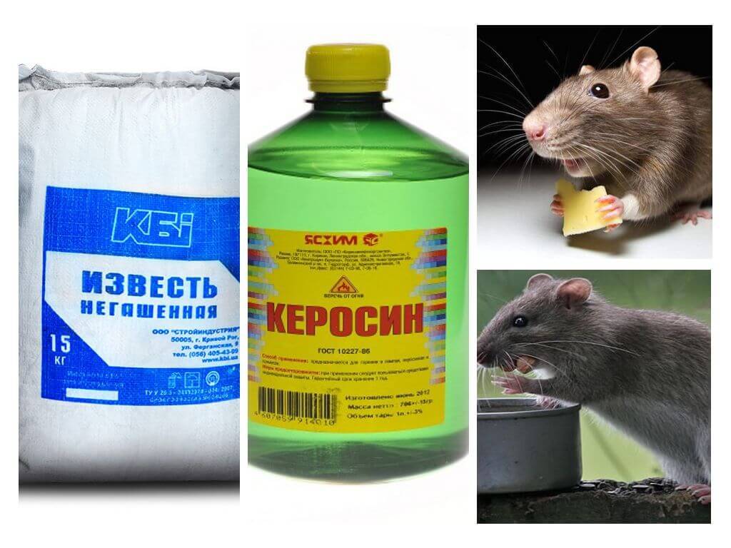 Как в частном доме избавиться от мышей - 8 лучших способов - обнаружил.ру