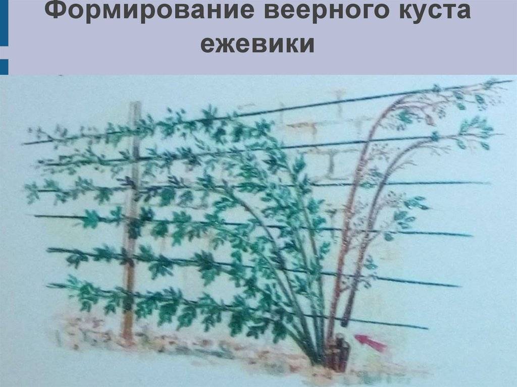 Ежевика садовая: посадка и уход за кустарником в 2022 году на гудгрунт