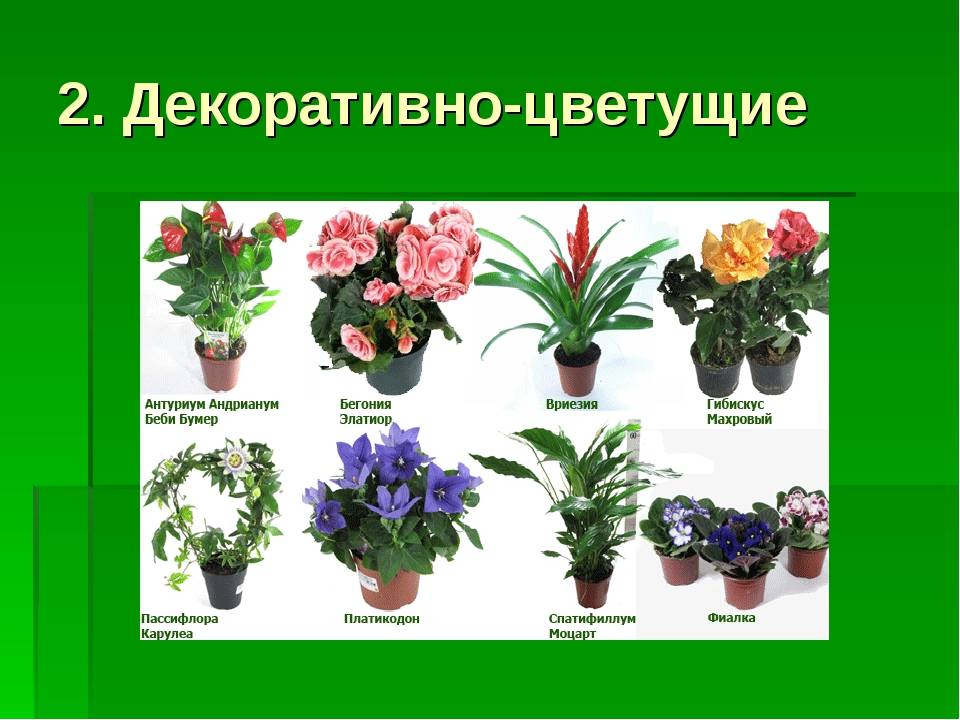 Растения фото с названиями