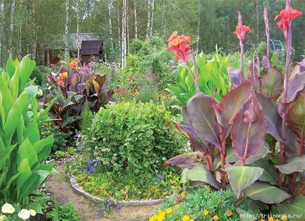 Цветы канны: их фото, выращивание, посадка и уход за растениями, хранение зимой