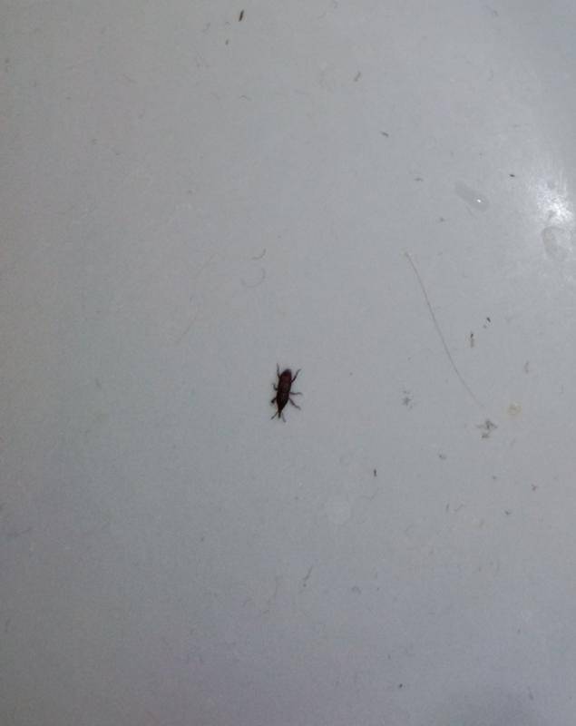 Маленькие белые насекомые в квартире и ванной – фото, описание, как избавиться