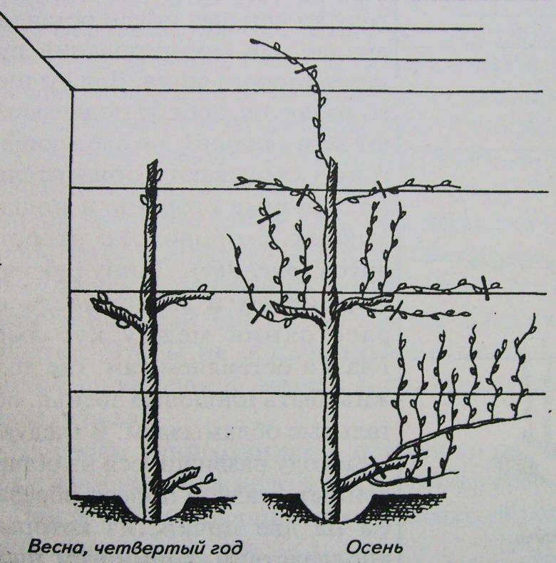 Шпалера для винограда размеры схема