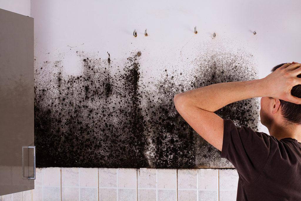 Как убрать плесень с обоев: способы вывести грибок в квартире и избавиться от него навсегда