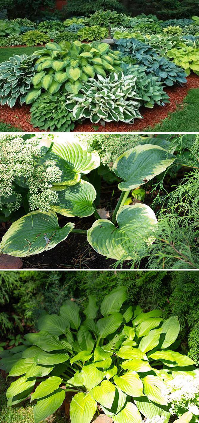 Тенелюбивые растения для сада многолетние неприхотливые фото с названиями