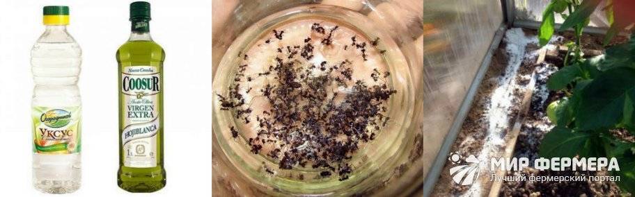 Как навсегда избавиться от муравьев в теплице народными средствами