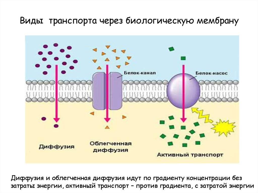 Строение мембран клетки и типы транспорта веществ через плазматическую мембрану