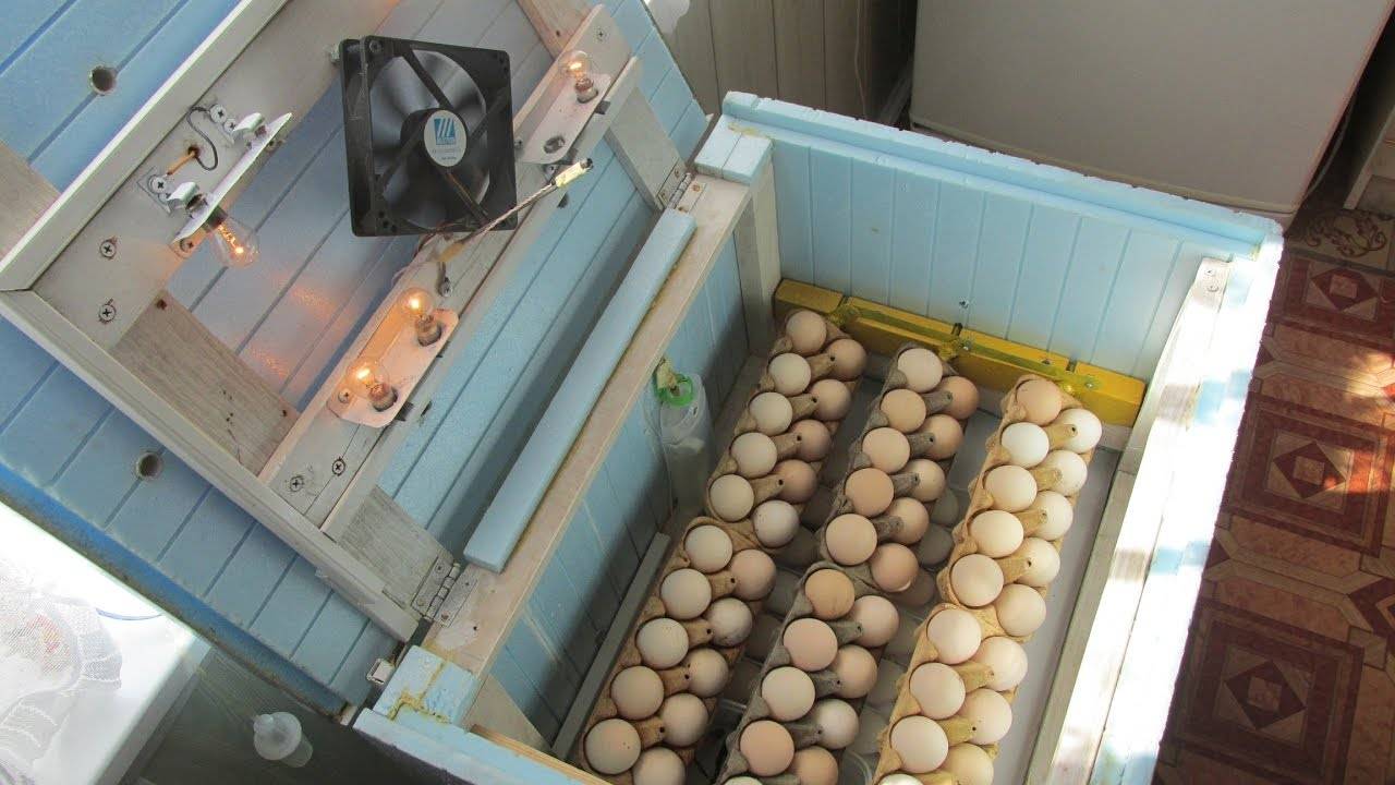 Инкубатор для яиц своими руками в домашних условиях из пенопласта по шаговая инструкция с фото