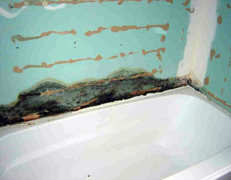 Как быстро и навсегда удалить грибок в ванной комнате