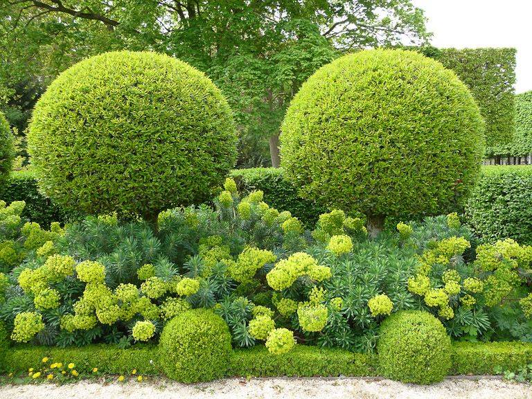 Вечнозеленые растения: деревья и кустарники в ландшафтном дизайне сада