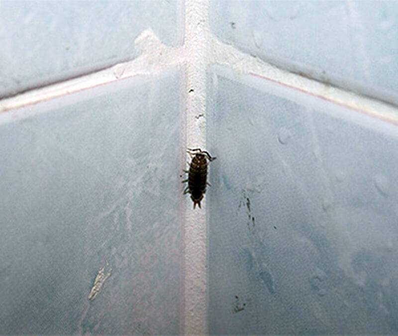 Чешуйница: как избавиться от насекомого в ванной, обзор различных средств борьбы с чешуйницей