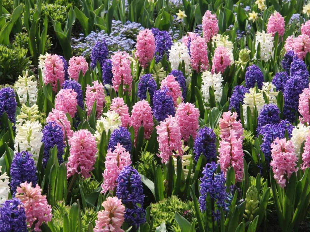 Красиво цветущие цветы фото и названия для сада
