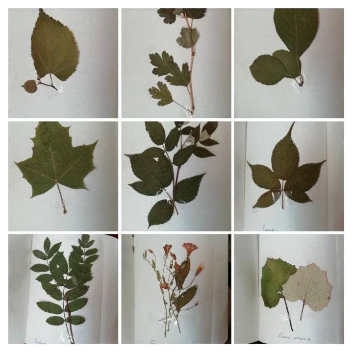 ???? гербарий из листьев своими руками: правила гербаризации и ничего сложного