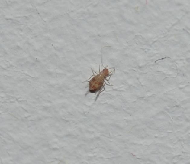 Очень мелкие насекомые в квартире фото с названиями