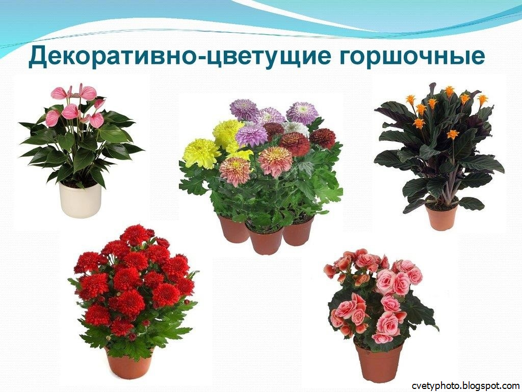 Декоративные растения для дома названия и фото