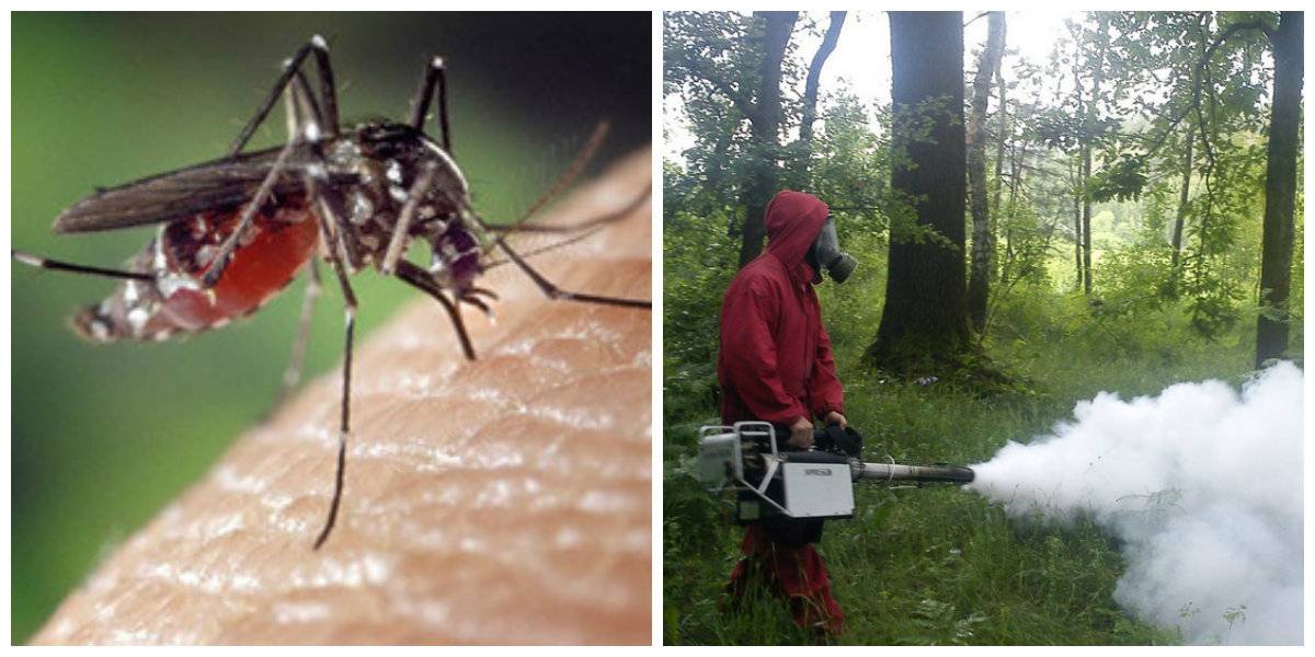 Как избавиться от комаров в домашних условиях: топ верных способов