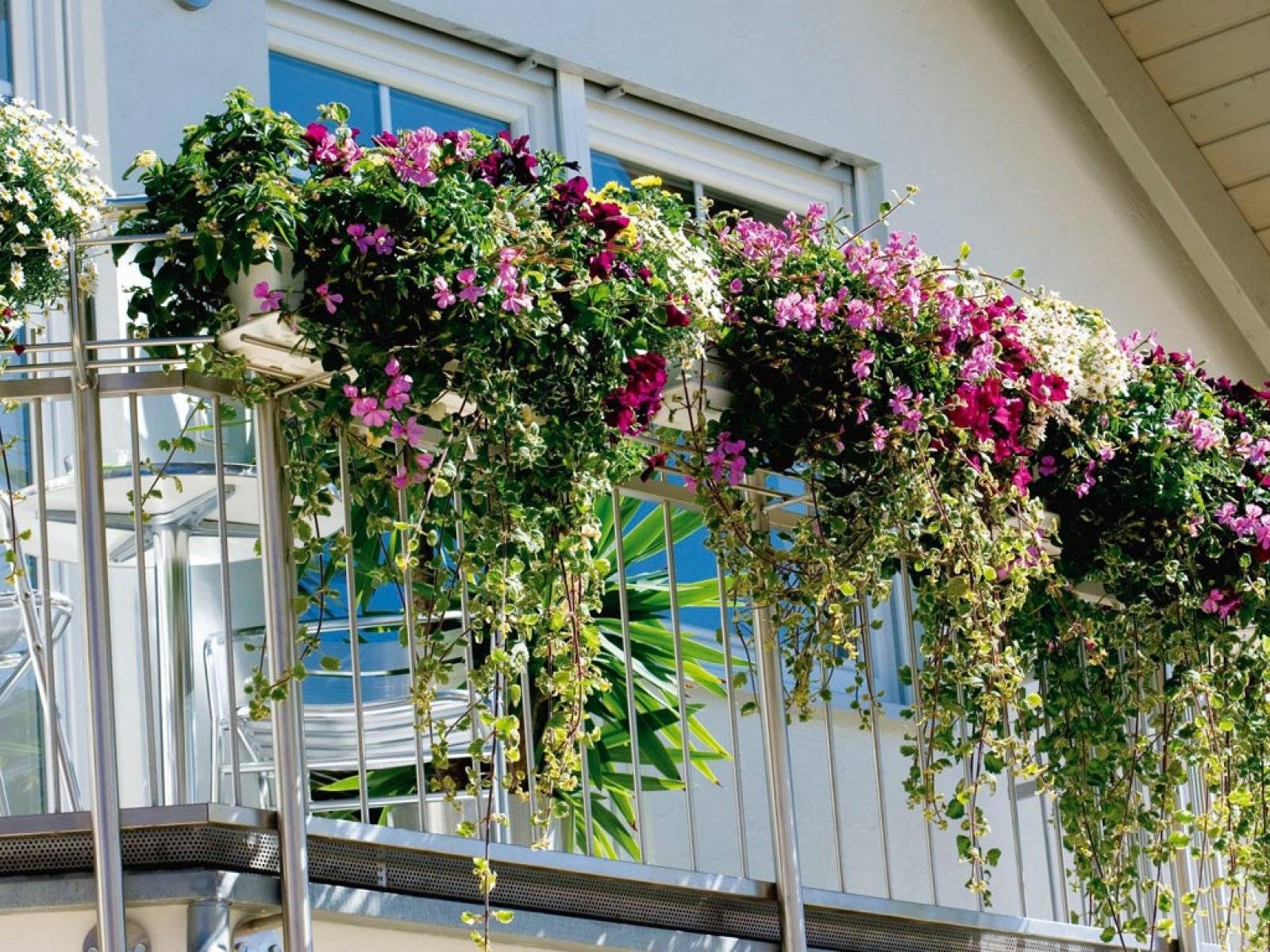 ᐉ цветы на балконе: как ухаживать, какие цветы выращивают на балконе - roza-zanoza.ru