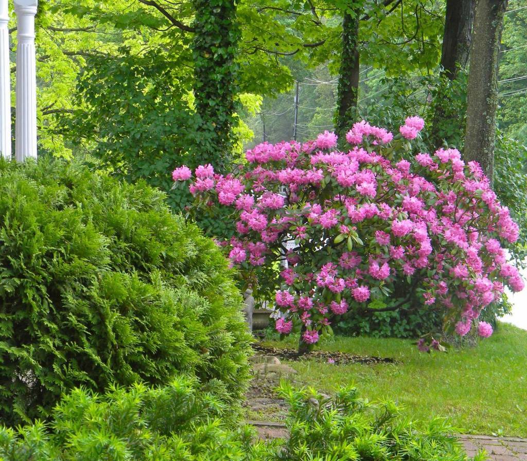 Фото и названия цветущих кустарников для сада