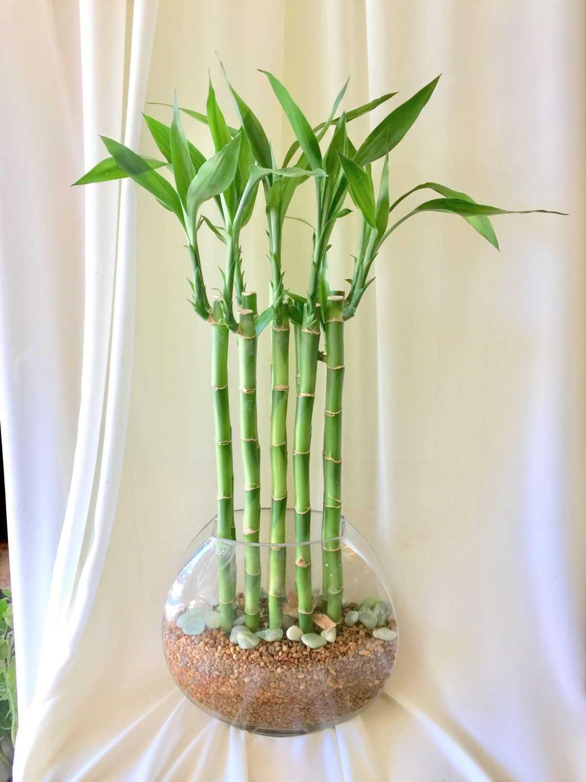 Бамбук как комнатное растение: уход в домашних условиях + фото