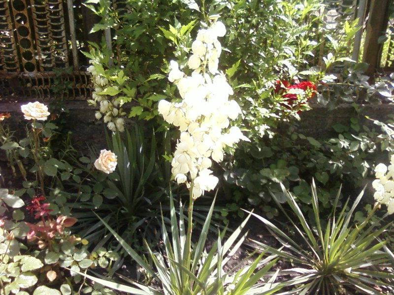 Юкка садовая и нитчатая на даче — когда цветет
