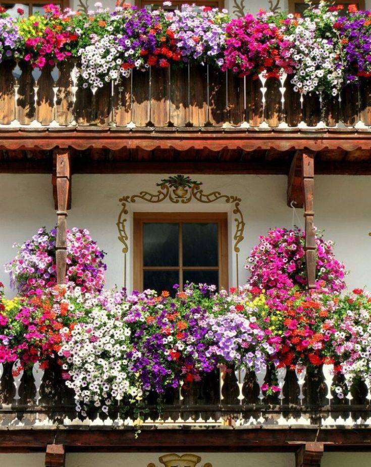 Какие цветы посадить на балконе чтобы цвели все лето (северная и южная сторона): фото с названиями