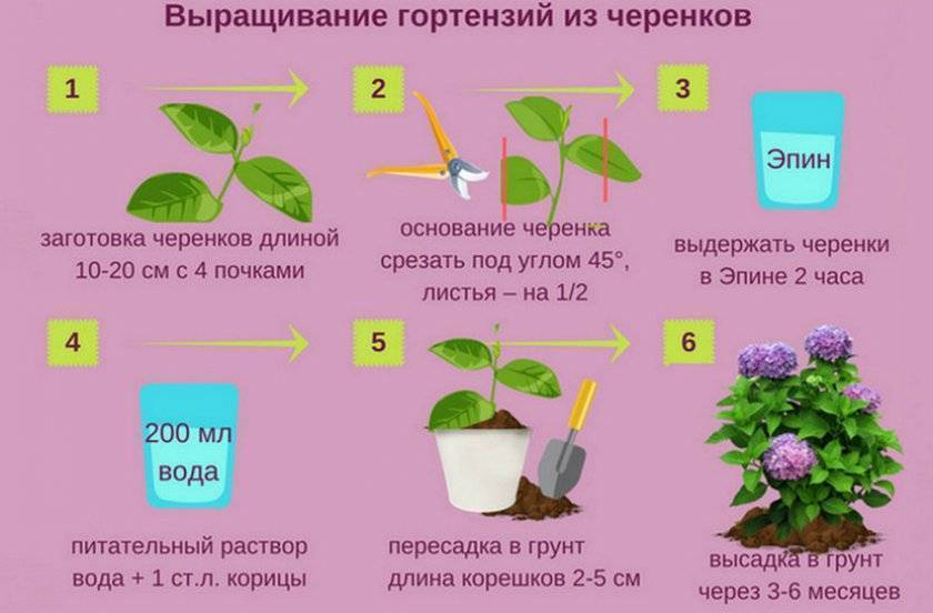 Гортензия садовая: посадка и уход в открытом грунте