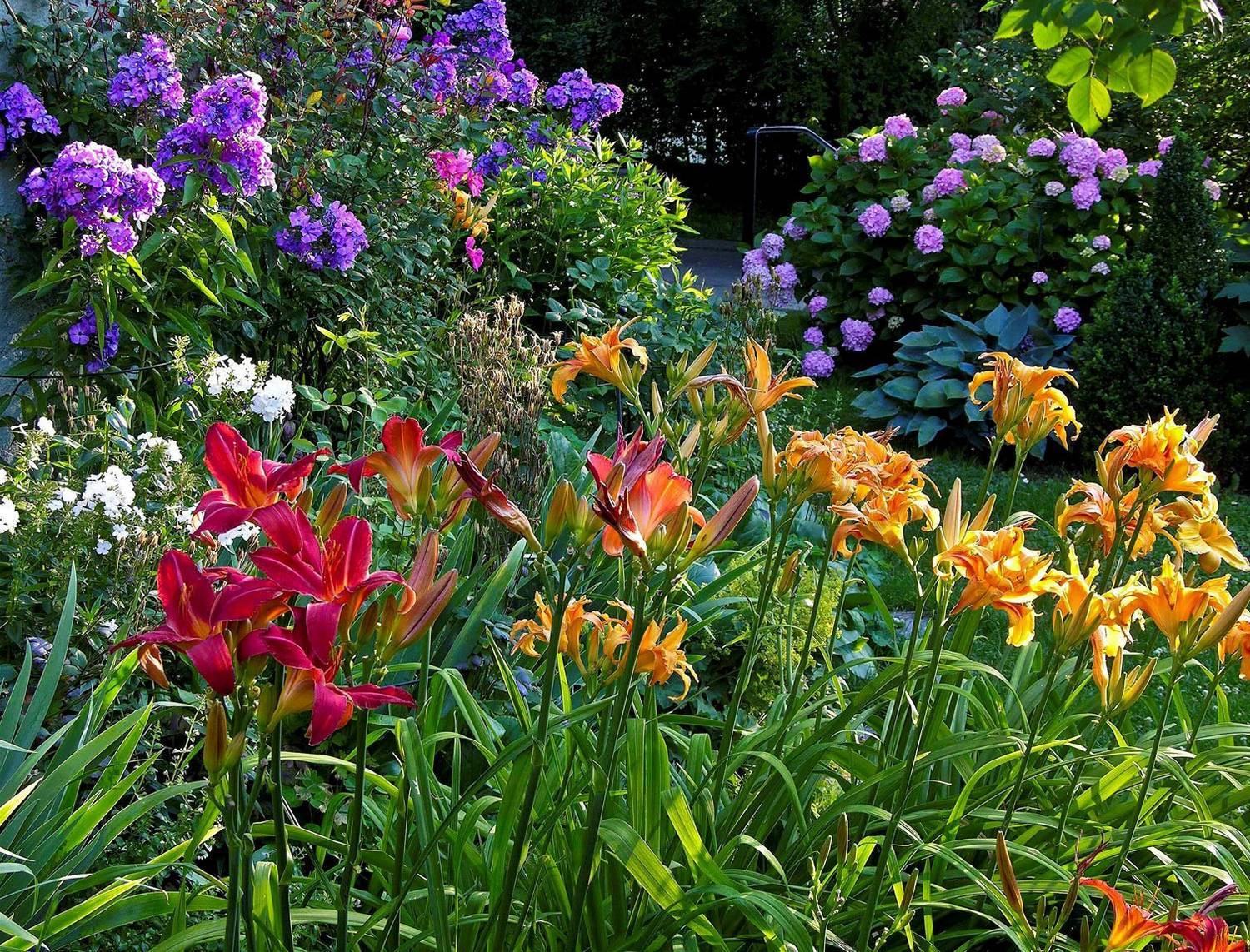 Сочетание цветов в саду фото с названиями многолетники