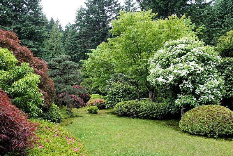 Вечнозеленые растения для сада: кустарники, изгороди, бордюры | дом мечты