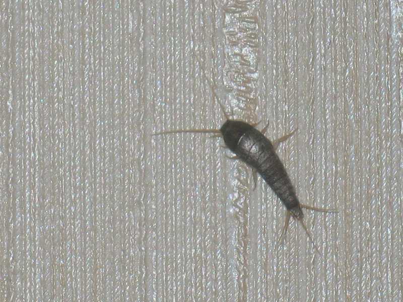 Белые насекомые в ванной: как избавиться от головастиков, червячков, жучков