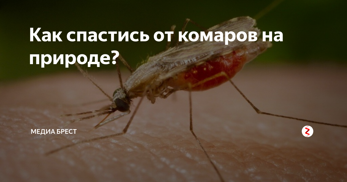Фумигатор с жидкостью от комаров: как работает, инструкция как включить, рейтинг лучших