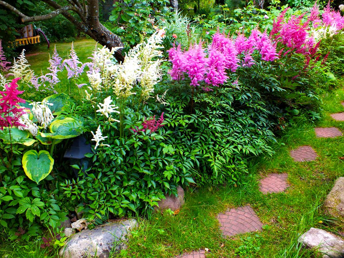 Тенелюбивые цветы для сада: какие растения выбрать, чтобы участок стал светлее